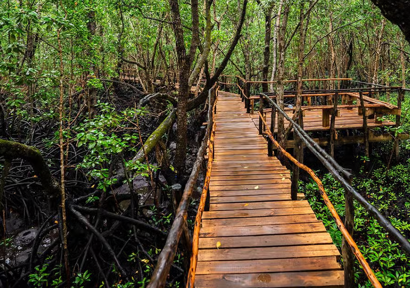 Full day Jozani Forest, Spice Farm & Stone Town