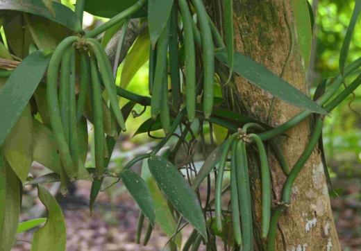 Spice Farm Tour + Lunch