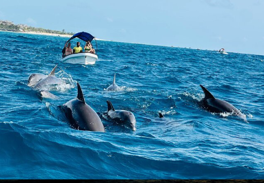 Kizimkazi Dolphins Tour