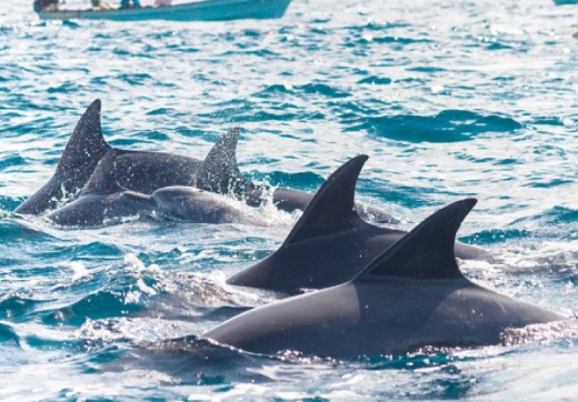 Mnemba Dolphins & Snorkeling