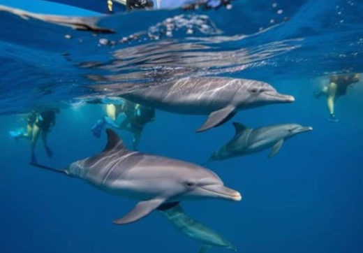 Mnemba Dolphins & Snorkeling