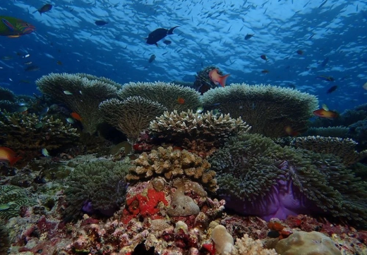 Bawe Island Snorkeling