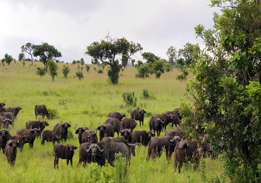 3-Day Fly in from Zanzibar Tarangire, Crater & Manyara