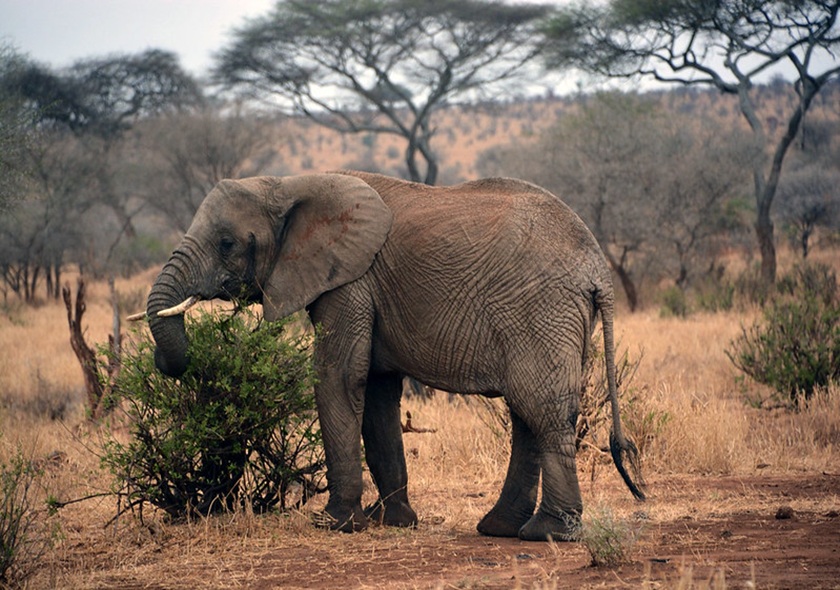 7-Day Tanzania Northern Circuit Amazing Adventures