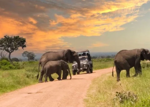 Best tours in Zanzibar