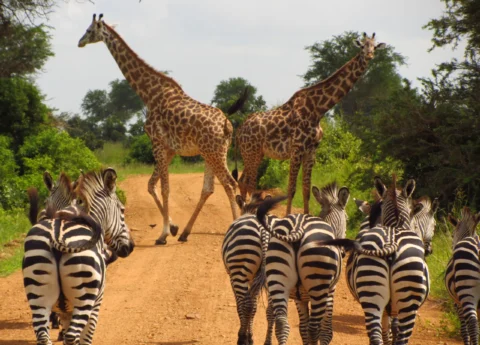 Best tours in Zanzibar
