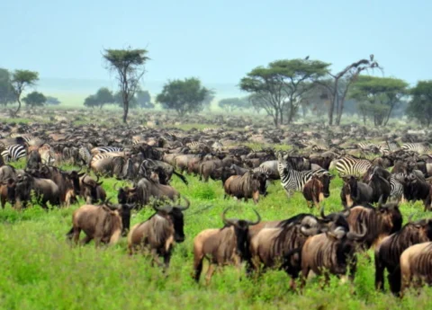 Best tours in Zanzibar