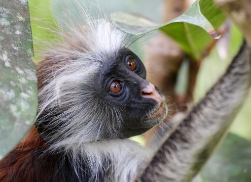 Best tours in Zanzibar