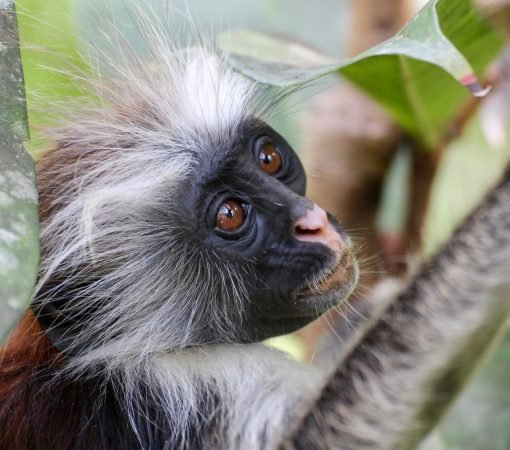 Best tours in Zanzibar