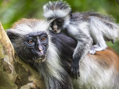 Jozani-Forest-Tour-20